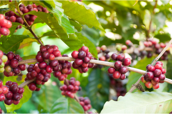 Como a Inteligência Artificial Está Revolucionando o Cultivo de Café no Brasil