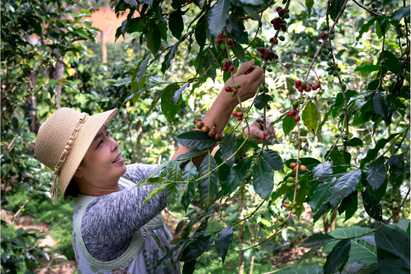 Cooperativas de Café Lideradas por Mulheres: Diferencial do Plantio à Negociação