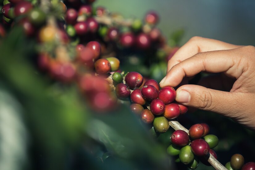 Gestão de Qualidade na Produção de Café para Exportação: Controle de Umidade